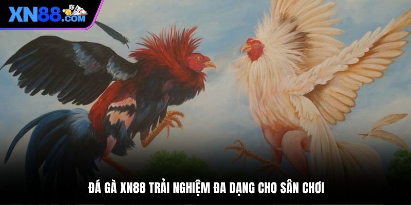 Đá gà XN88 trải nghiệm đa dạng cho sân chơi