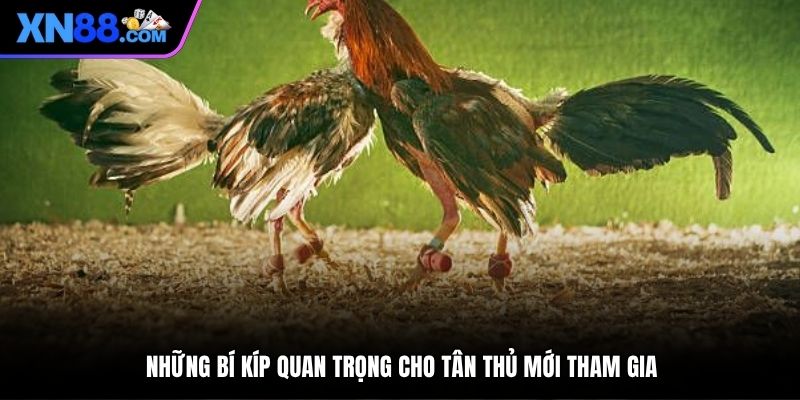 Những bí kíp quan trọng cho tân thủ mới tham gia