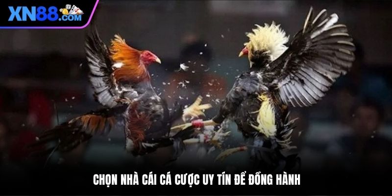 Chọn nhà cái cá cược uy tín để đồng hành