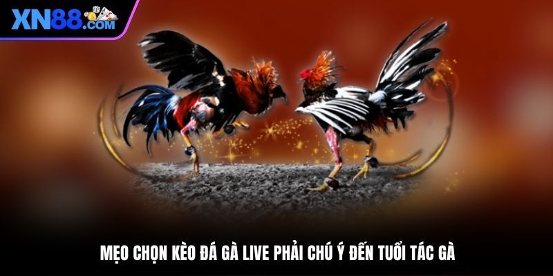 Mẹo chọn kèo đá gà live phải chú ý đến tuổi tác gà