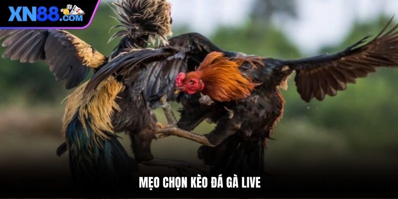 Mẹo chọn kèo đá gà live